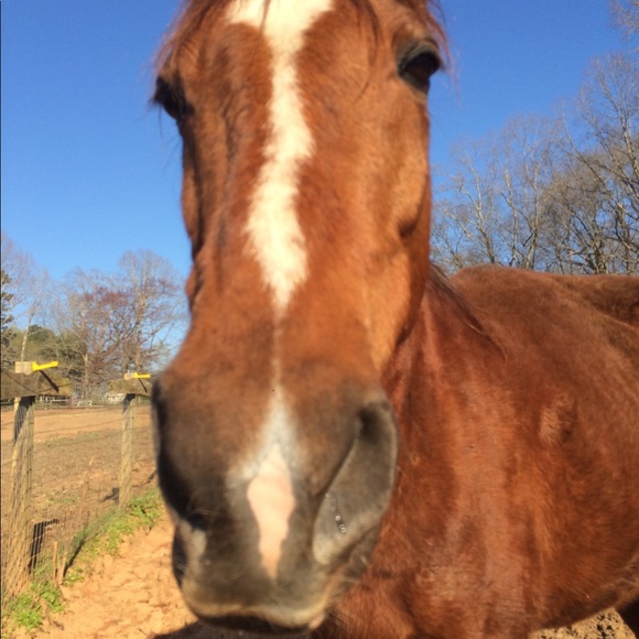 Meet your Posher, Lielle - Picture 1 of 1